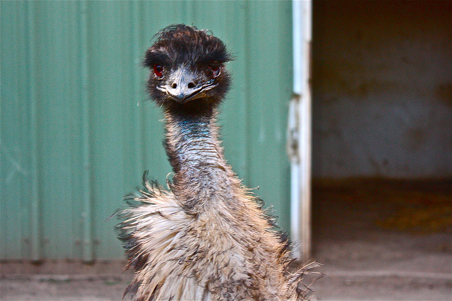 Emu Photograph by Carol Tsiatsios