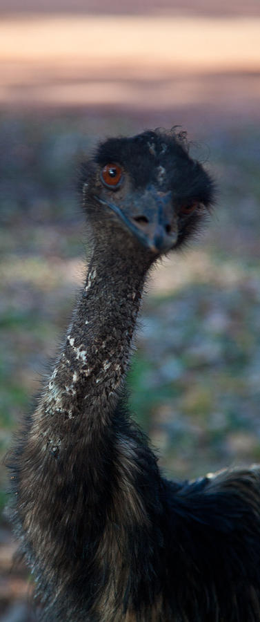 Emu Photograph by Carole Hinding