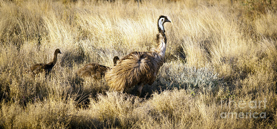 Emu Photograph - Emu Chicks by THP Creative