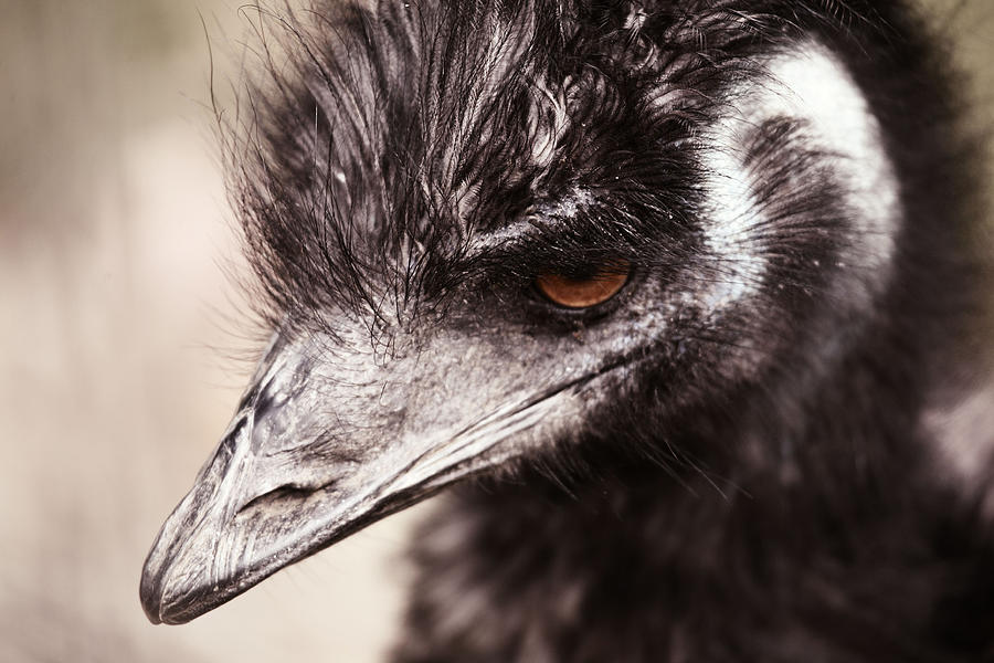 Emu Closeup Photograph by Karol Livote