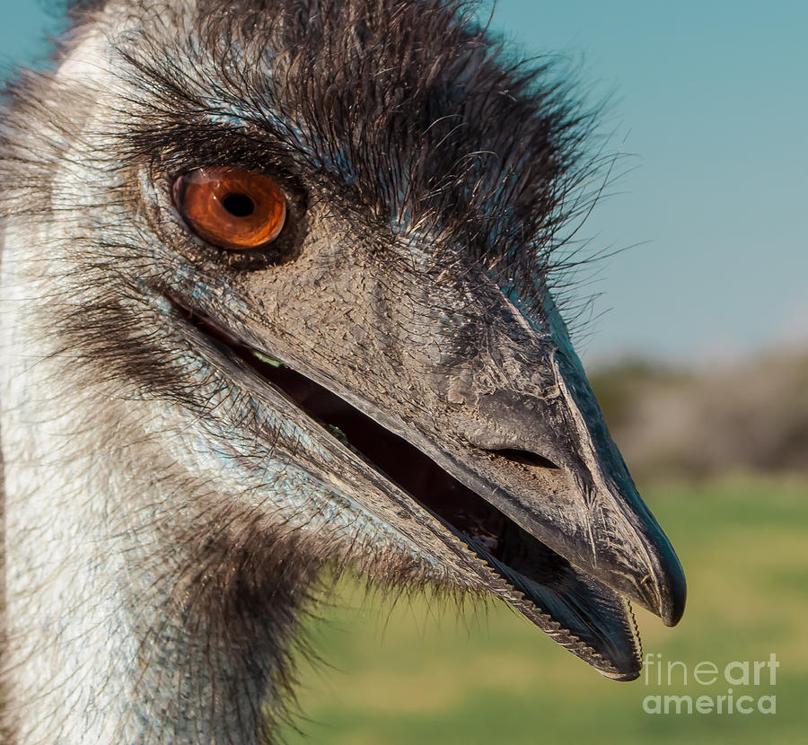 Wildlife Photograph - Emu Closeup  by Robert Frederick
