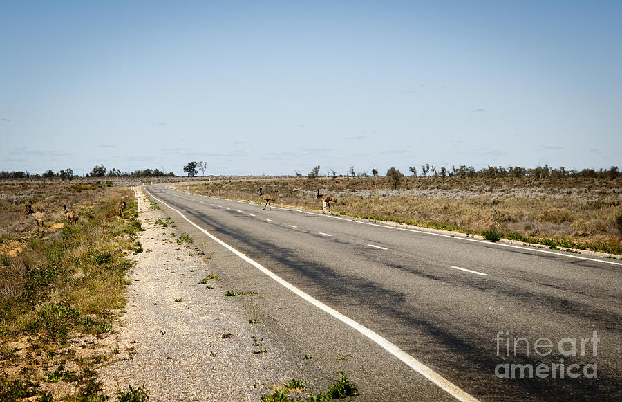 Wildlife Photograph - Emu Crossing Road by THP Creative