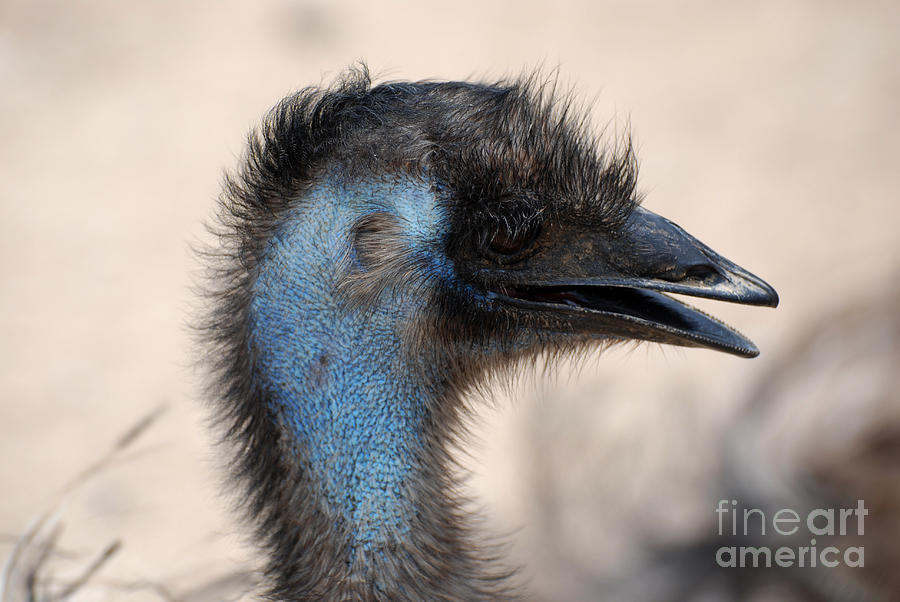 Emu Photograph by DejaVu Designs