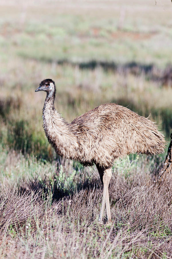 Emu Photograph - Emu (dromaius Novaehollandiae by Martin Zwick
