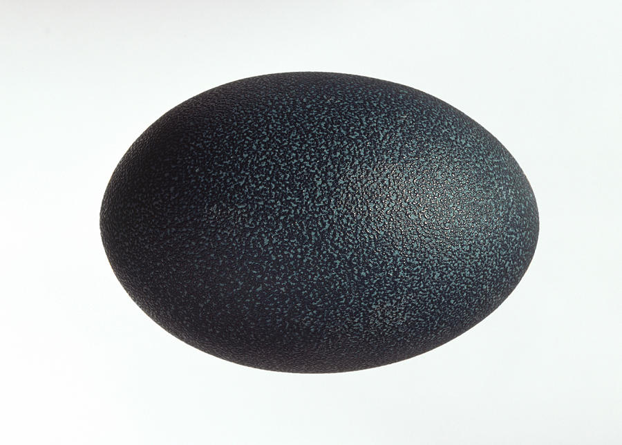 Nature Photograph - Emu Egg by Natural History Museum, London/science Photo Library