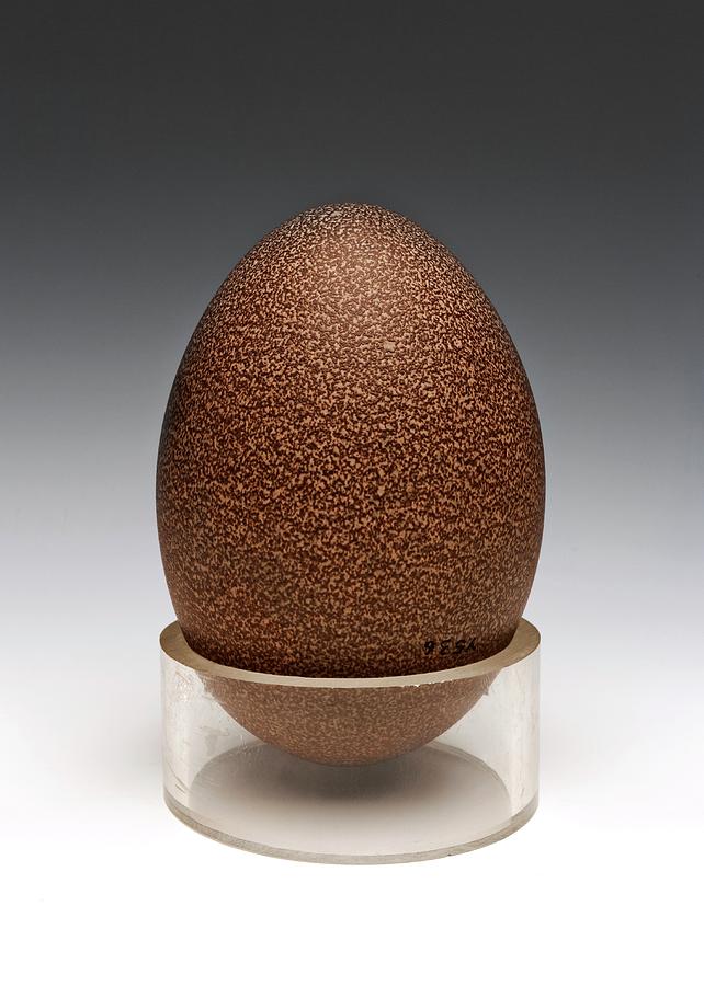 Still Life Photograph - Emu Egg by Ucl, Grant Museum Of Zoology