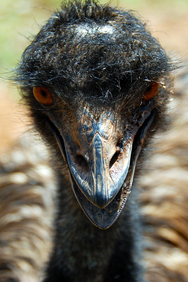 Emu Eye Spy Photograph by Glen Johnson