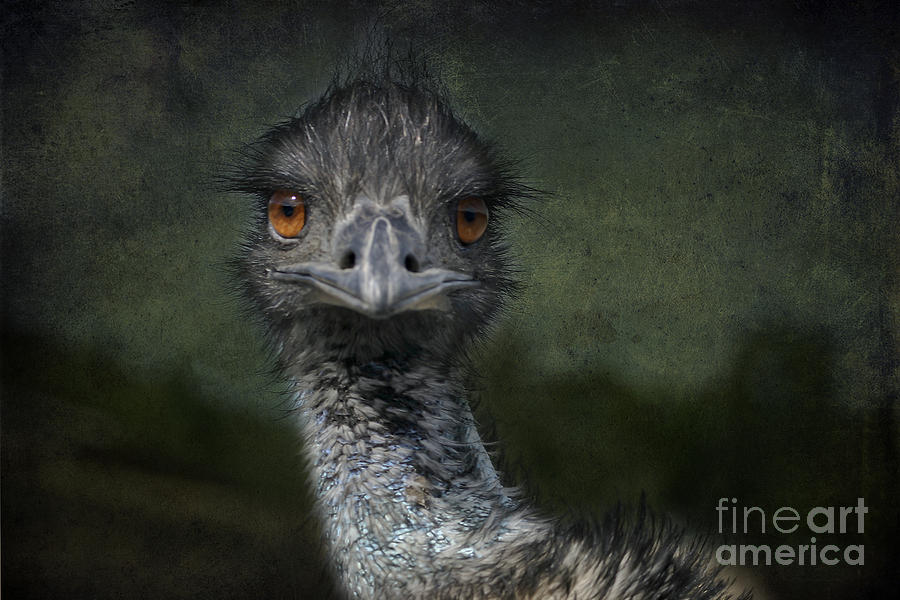 Emu Gazing Version 2 Photograph by Belinda Greb