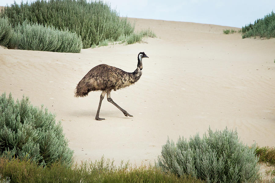Emu Photograph - Emu In Sand Dunes. Coffin Bay. South by John White Photos