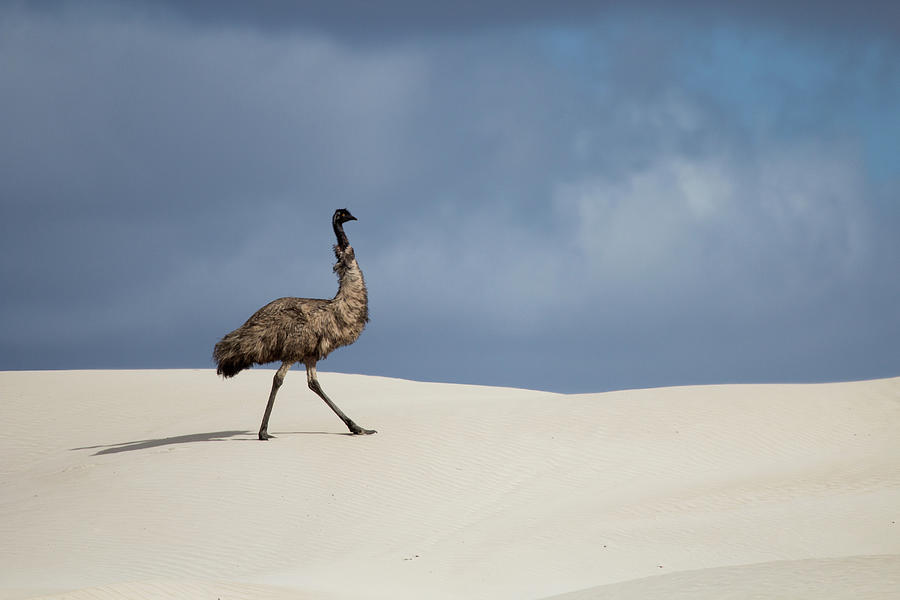 Emu Photograph - Emu In Sand Dunes by John White Photos