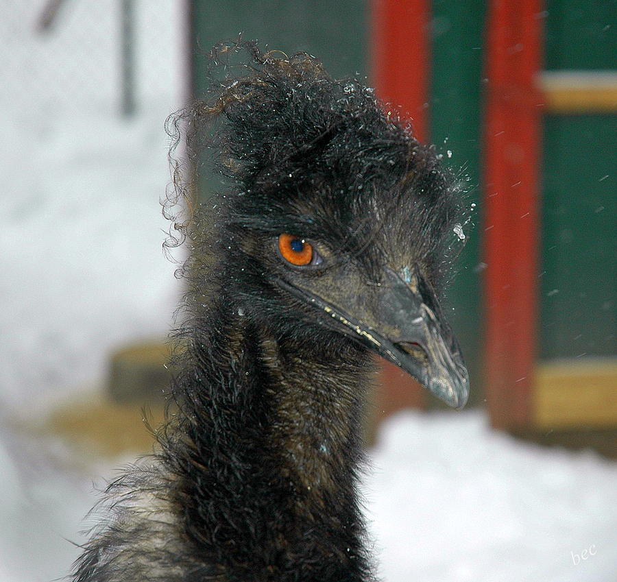 Emu In The Snow Photograph by Bruce Carpenter