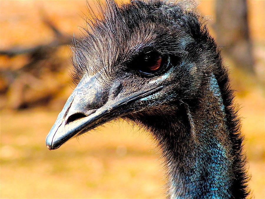 Emu Madness Photograph by John Rohloff