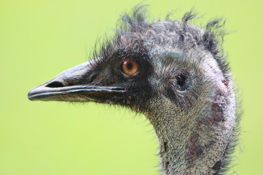 Emu Photograph - Emu by Paulette Thomas