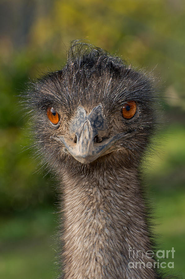 Emu Portrait Photograph by Anthony Mercieca