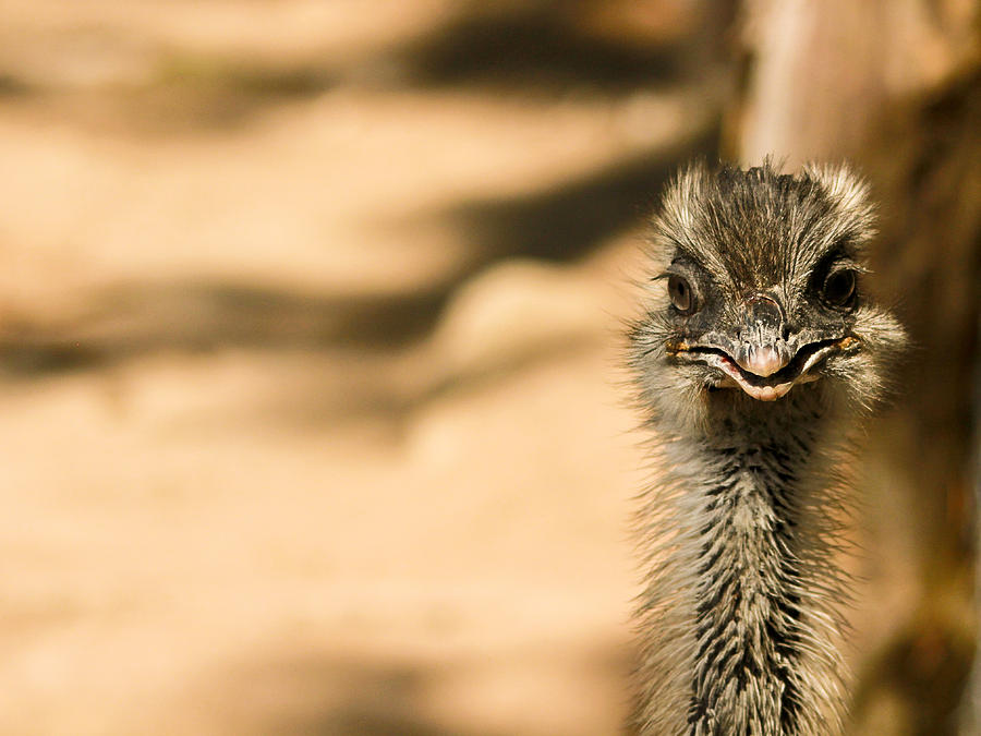 Emu portrait Photograph by Eti Reid