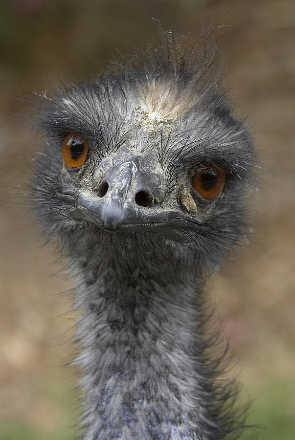 Emu Portrait Photograph by San Diego Zoo