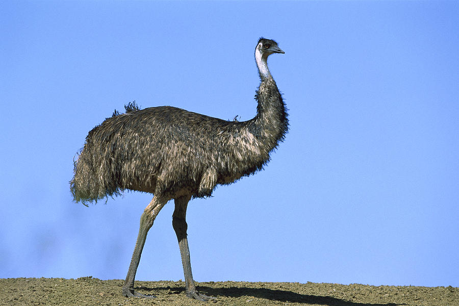 Emu Portrait Sturt National Park Photograph by Konrad Wothe