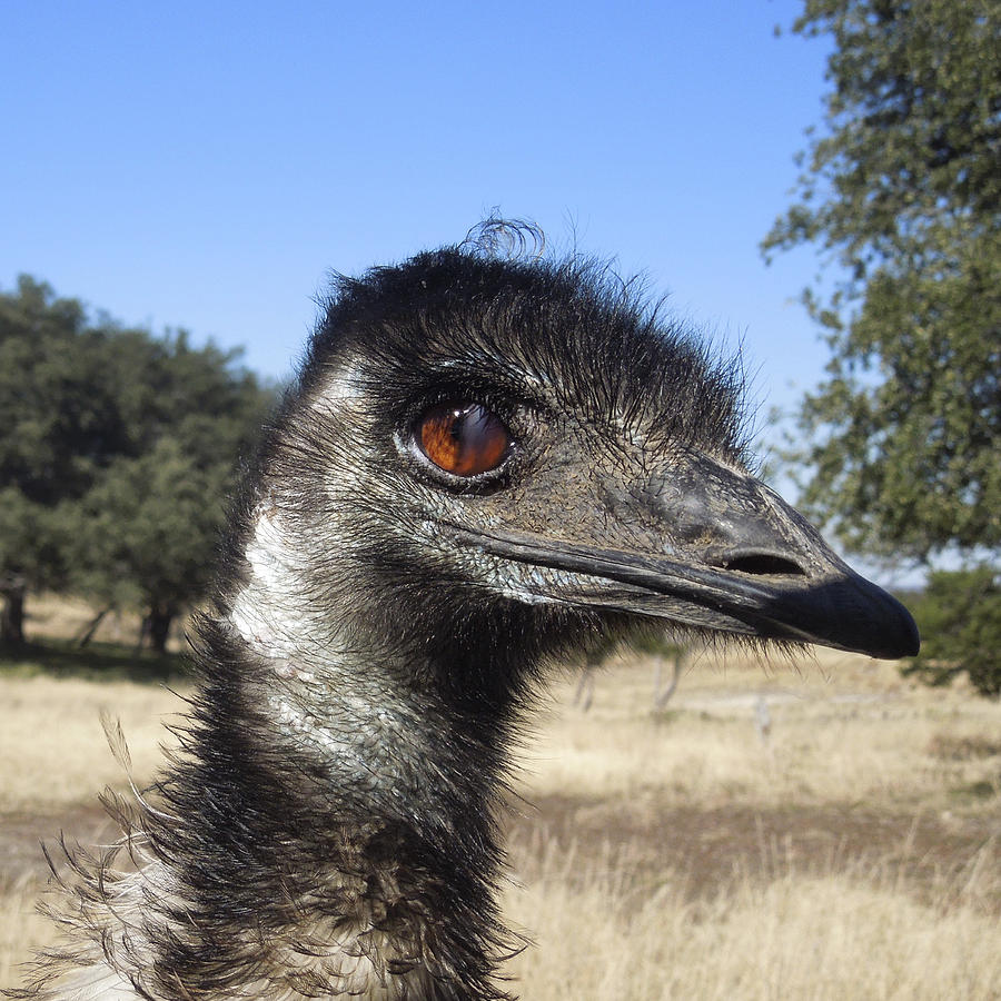 Emu Photograph - Emu by Sandra Selle Rodriguez