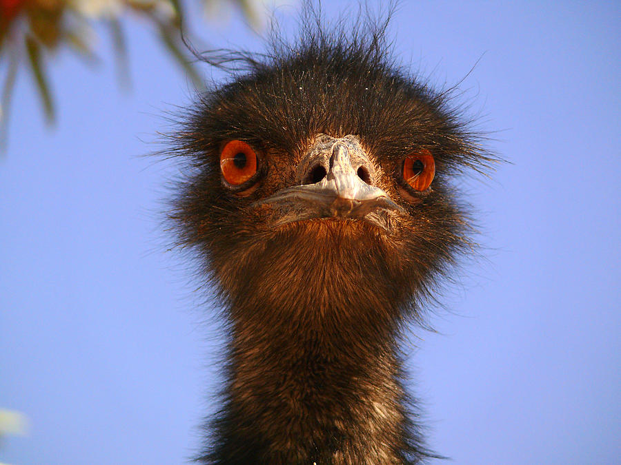 Emu Photograph - Emu Upfront by Evelyn Tambour