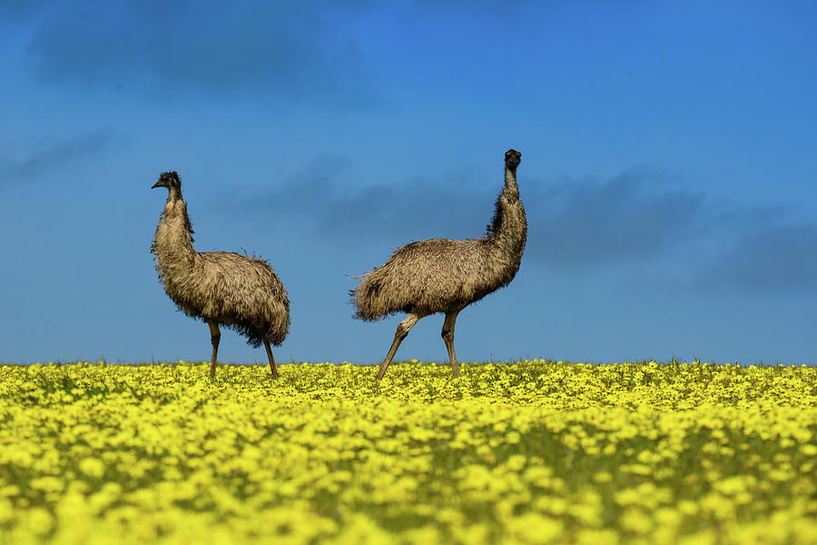 Emu Photograph - Emus In A Canola Field by Torsten Velden