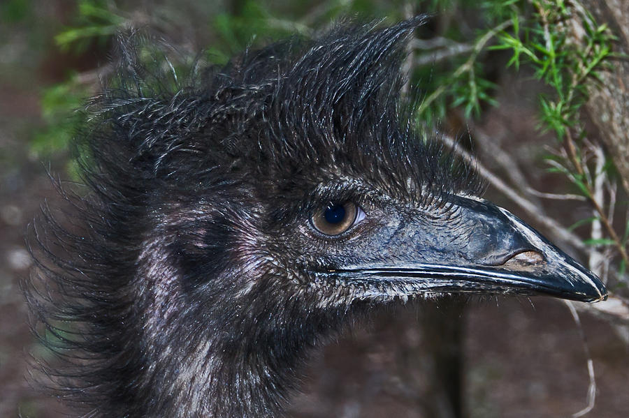 Nature Photograph - Emus profile by Miroslava Jurcik