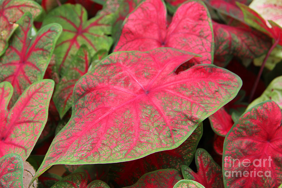 Caladium Photograph - En Rouge by Robyn Louisell