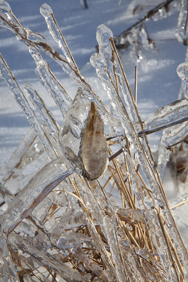 Encased in Ice Photograph by Gary Hall