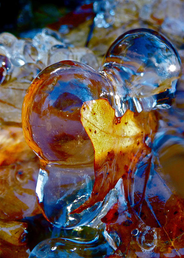 Encased in Ice Photograph by Jean Wright