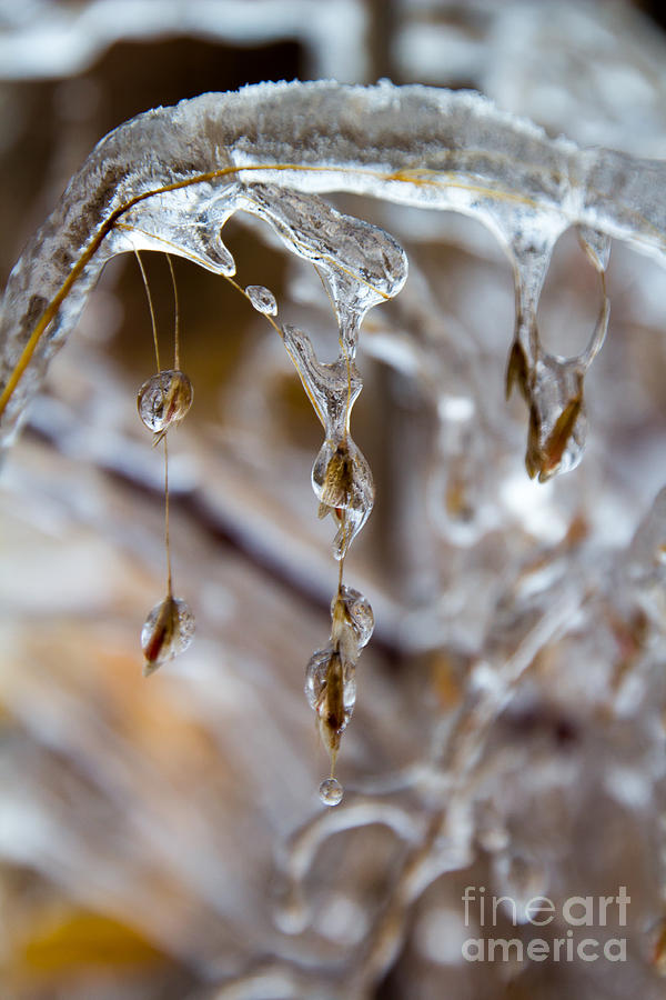 Encased in Ice Photograph by Jim McCain