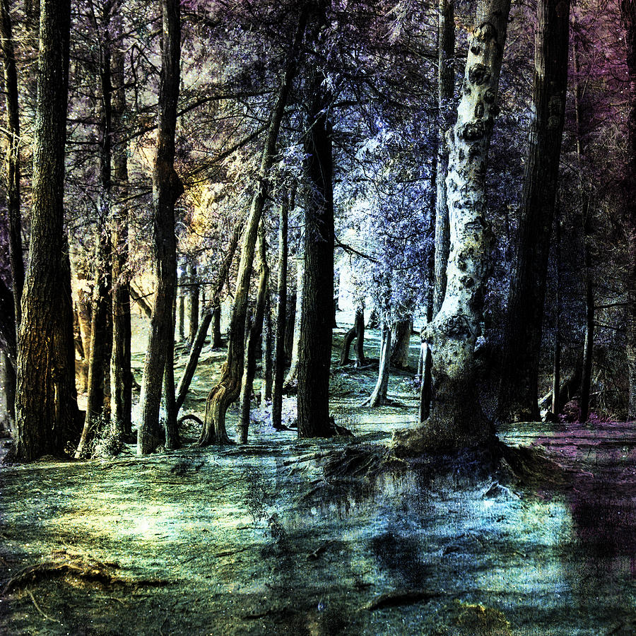 Enchanted Forest Photograph by Evie Carrier