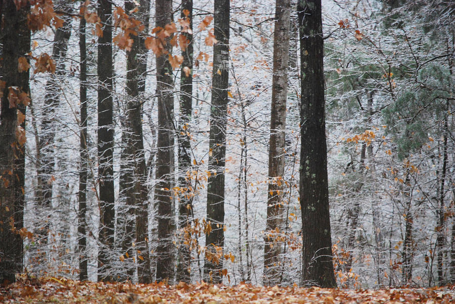 Enchanted Forest Photograph by Linda Segerson