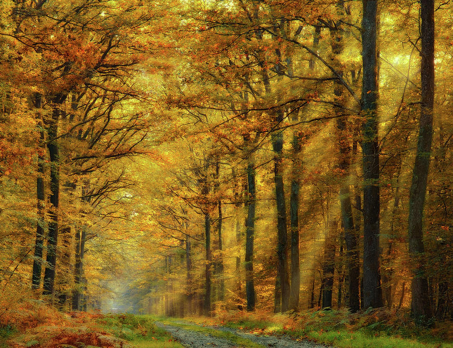 Fall Photograph - Enchanted Forest by Marianna Safronova