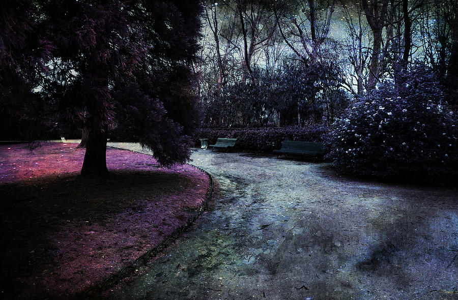 Enchanted Forest Path Photograph by Evie Carrier