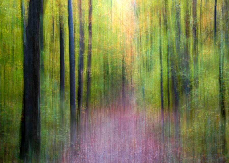 Enchanted Forest Photograph by Rob Huntley - Fine Art America