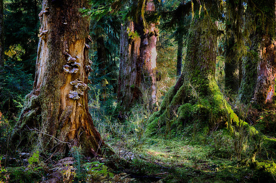 Enchanted Forest Photograph by Robert Woodward