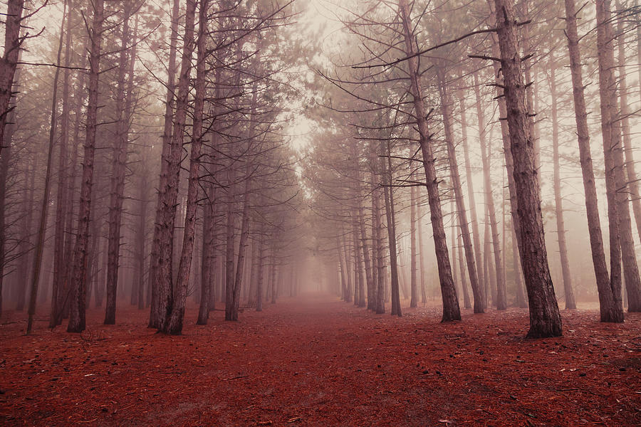 Enchanted Forest Photograph by Thousand Word Images By Dustin Abbott