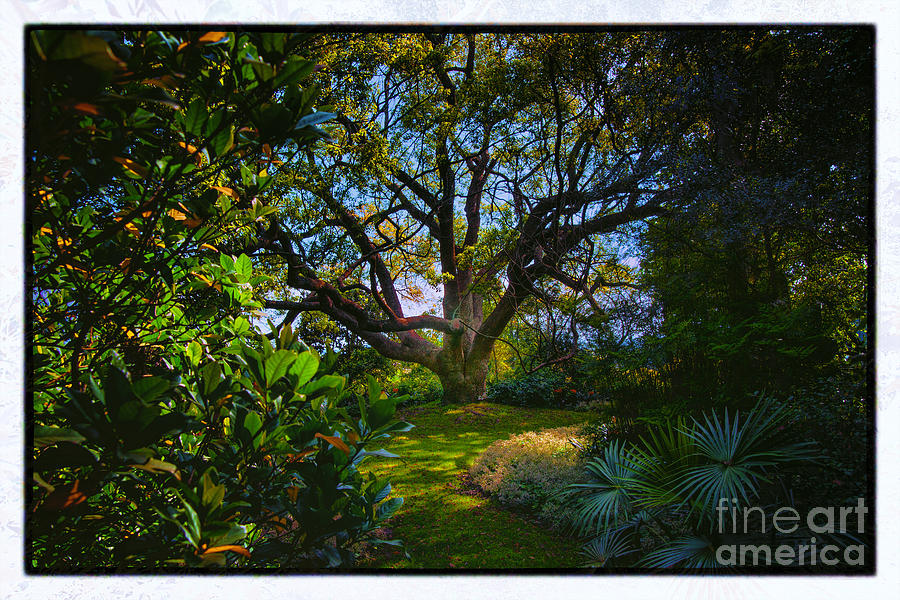 Enchanted Garden Photograph by Rick Bragan