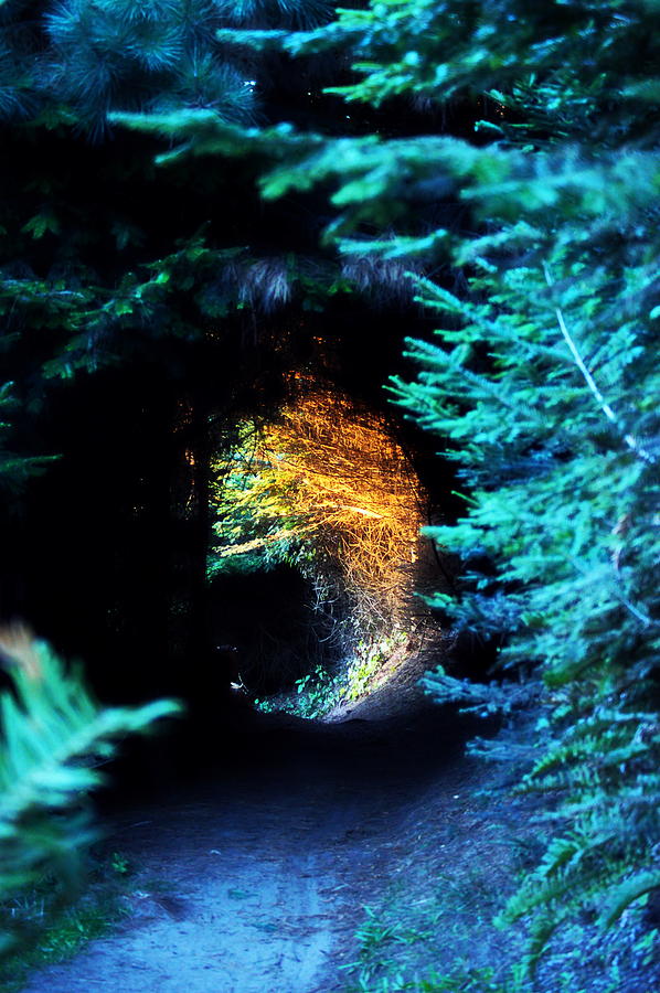 Enchanted Path Photograph by Christina Ochsner