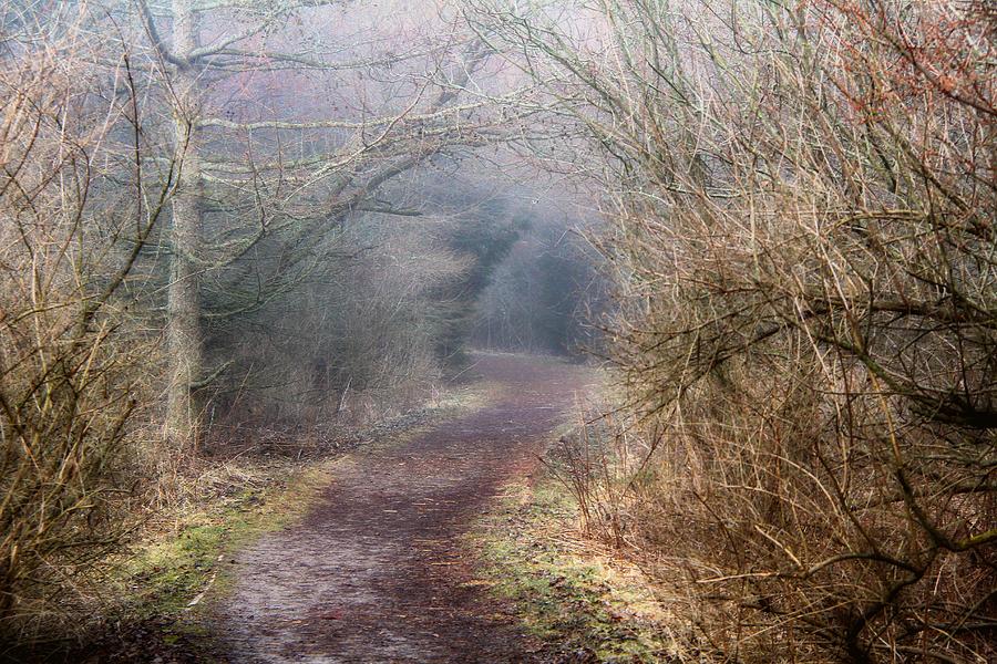 Enchanted Pathway Photograph by Davandra Cribbie