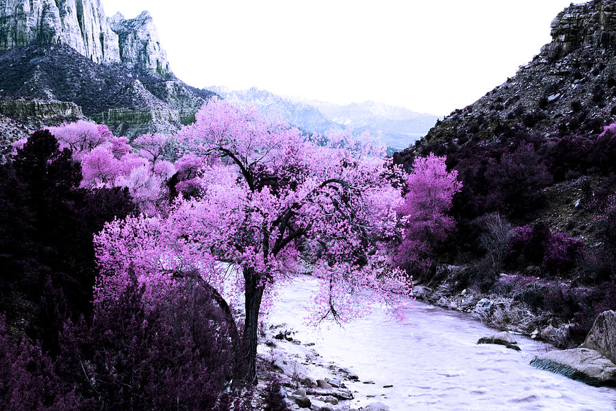 Enchanted Pink Photograph by Evie Carrier