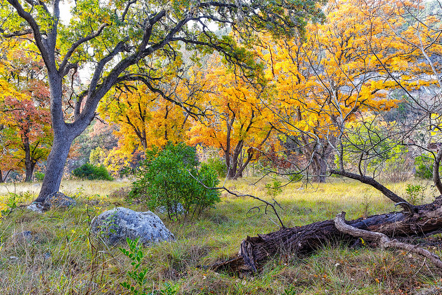 Enchanted Ruggedness Lost Maples State Natural Area - Texas Hill Country  Photograph by Silvio Ligutti