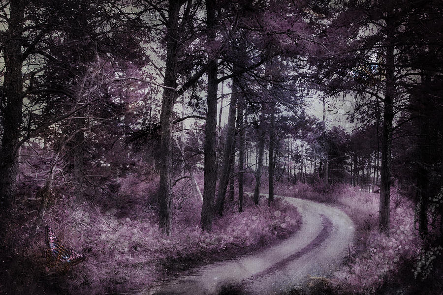 Enchanted Seney Path Photograph by Evie Carrier