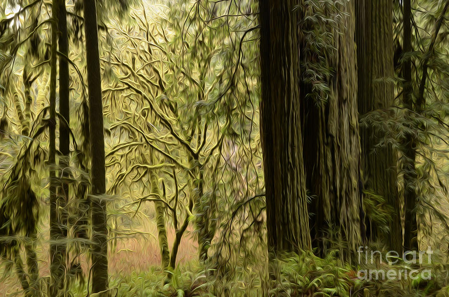Enchanted Spaces California Redwoods 7 Photograph by Bob Christopher