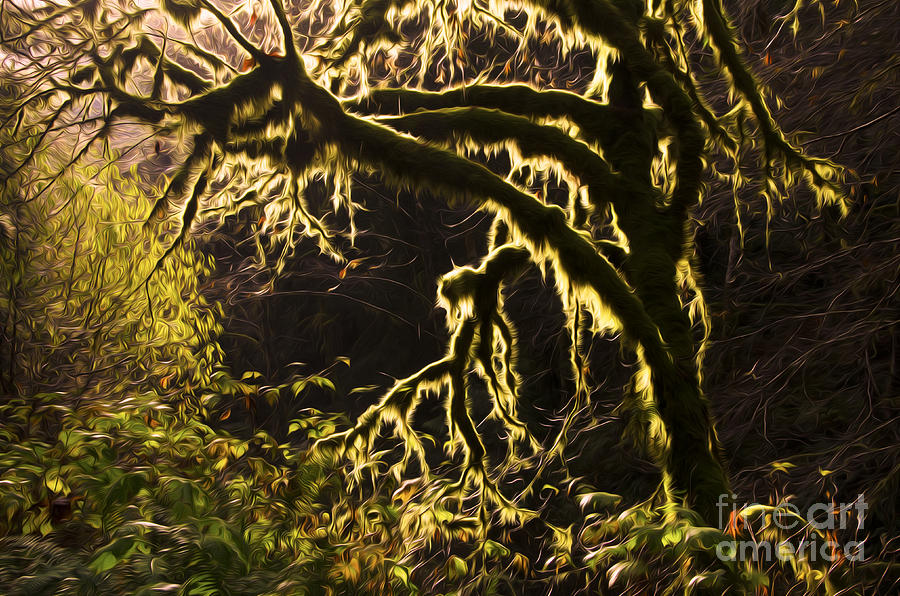 Enchanted Spaces Edge Of The Forest Oregon 6 Photograph by Bob Christopher