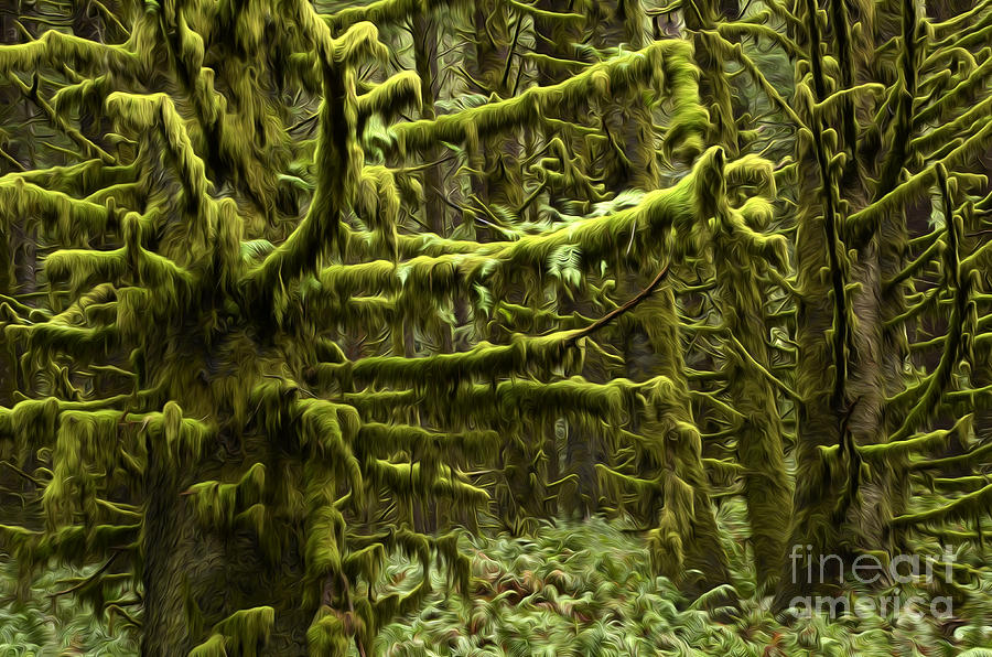 Tree Photograph - Enchanted Spaces Forests 1 by Bob Christopher