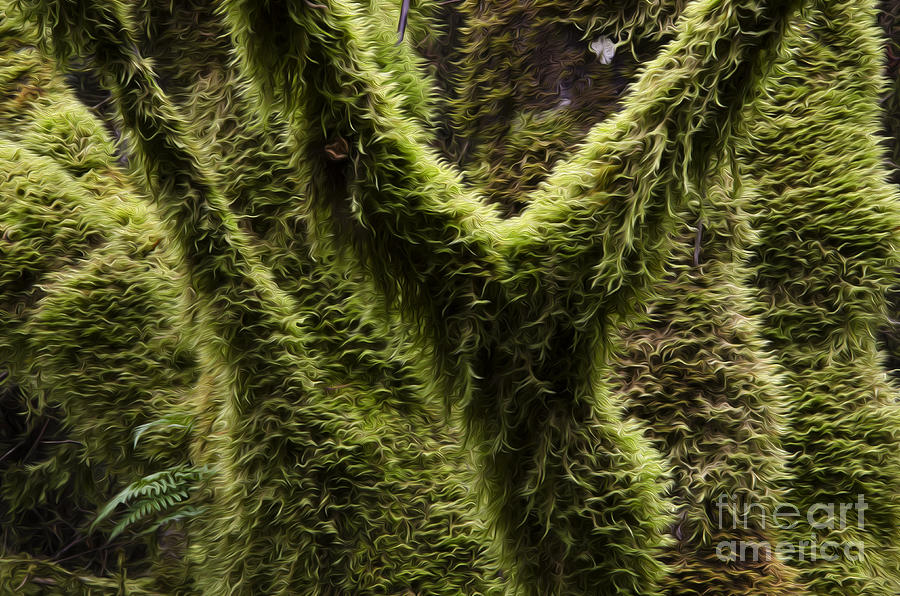 Tree Photograph - Enchanted Spaces Mossy Trees 1 by Bob Christopher