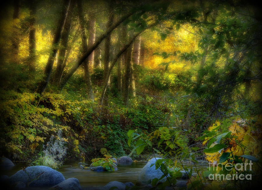 Tree Photograph - Enchanted Stream by Dianne Phelps
