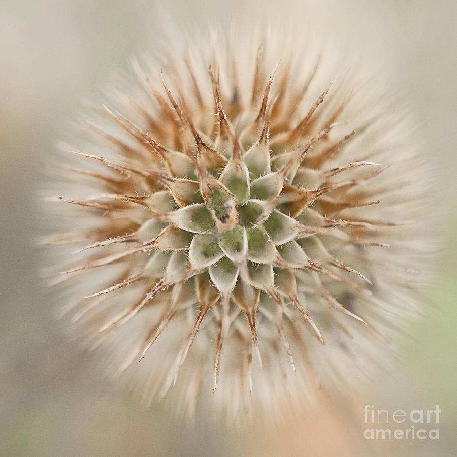 Fall Photograph - Enchanted Thistle by Terry Rowe
