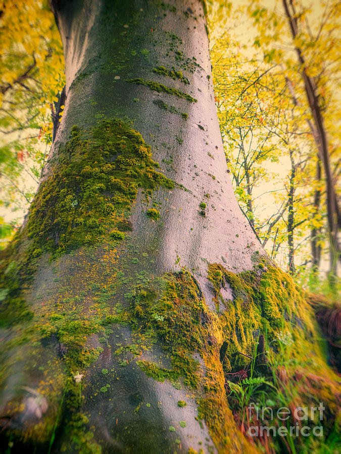 Nature Photograph - Enchanted tree by Silvia Ganora