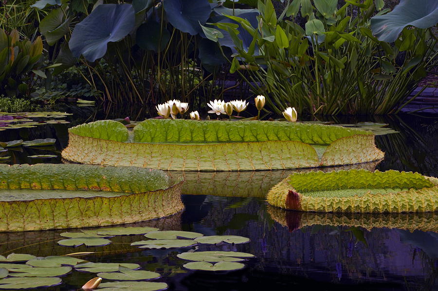 Enchanted Water Garden Photograph by Byron Varvarigos